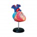 HUMAN HEART ANATOMY MODEL